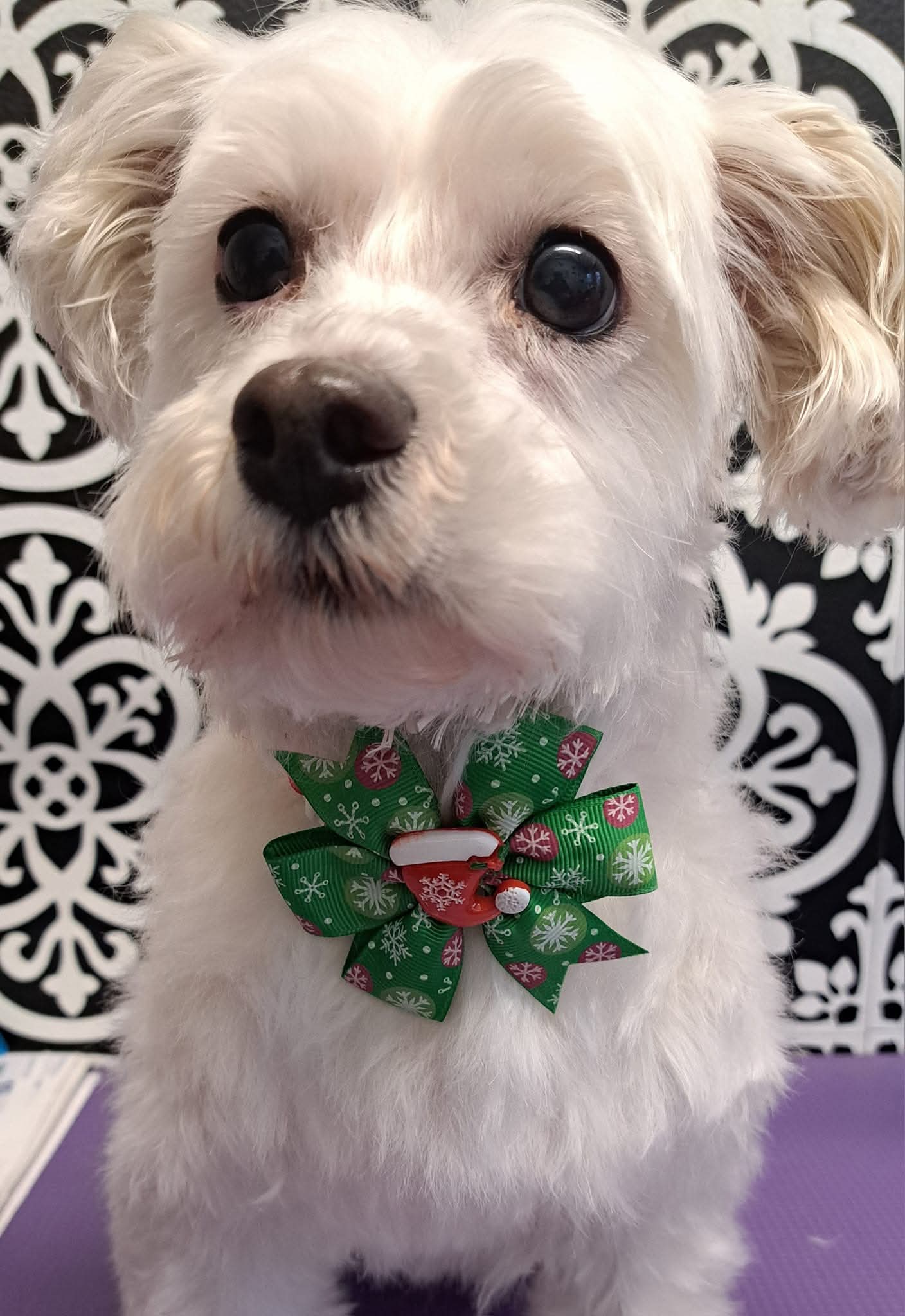 Wit hondje met een groene kerststrik, net geknipt