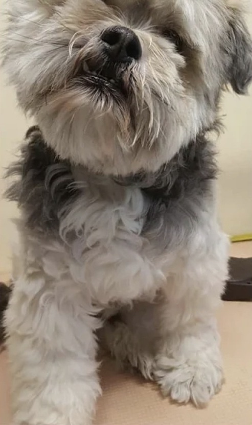 Grijs hondje met een lange, warrige vacht voor de trimbeurt
