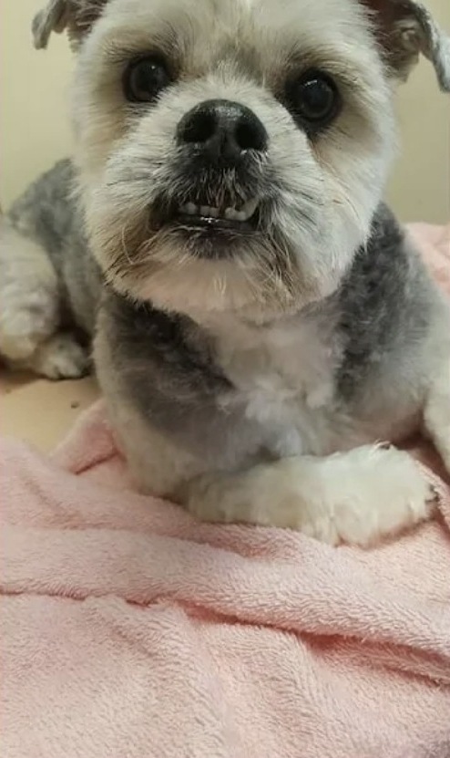 Hetzelfde grijze hondje na de trimbeurt, kort en netjes