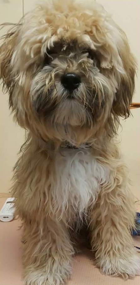 Blond hondje met een lange vacht over de ogen voor de beurt