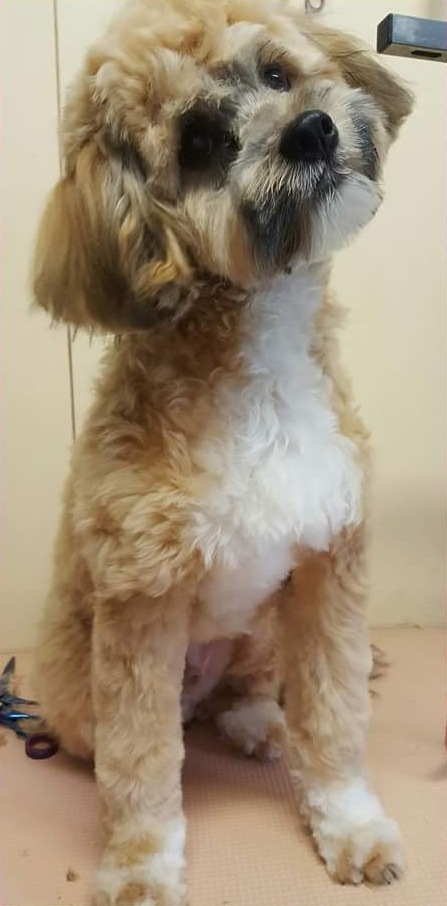 Hetzelfde blonde hondje na de beurt, met vrije ogen en een nette vacht